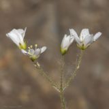 Eremogone biebersteinii. Верхушка растения с цветками. Саратов, Лысая гора, открытая поверхность, глинисто-известняковый каменистый грунт. 22.05.2019.