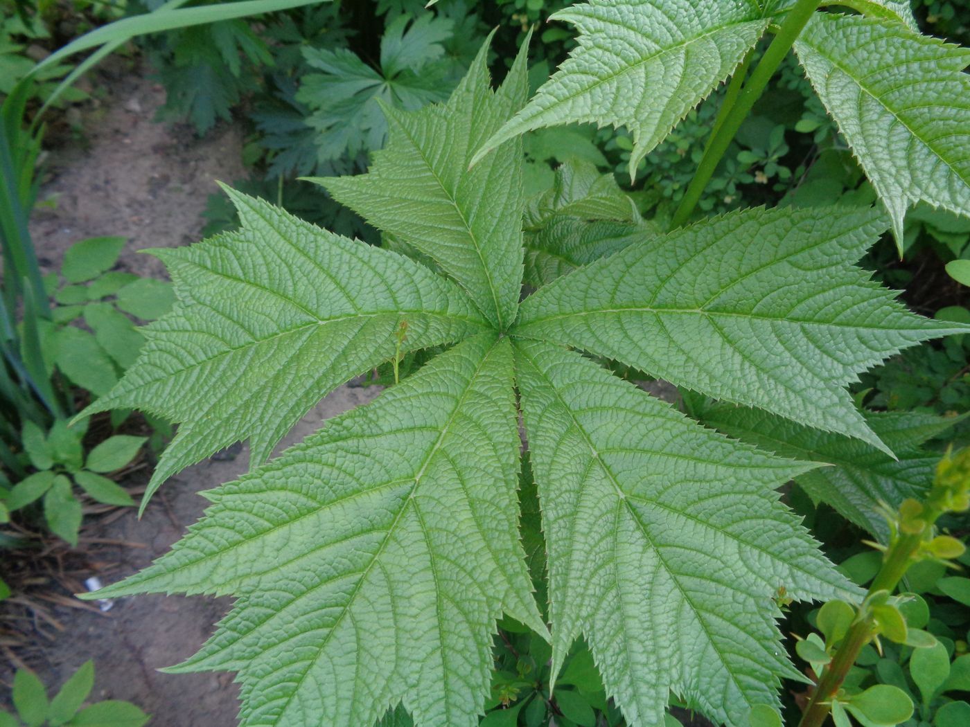 Изображение особи Rodgersia podophylla.