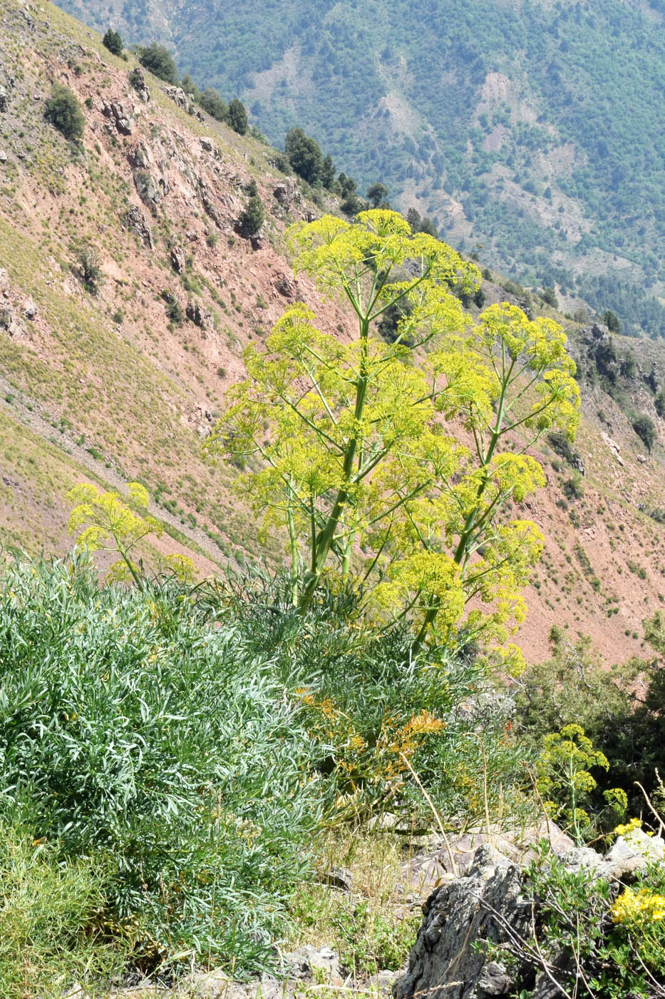 Image of Ferula penninervis specimen.