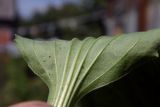 Plantago major