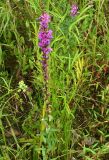 Lythrum salicaria. Цветущее растение на сыром лугу. Приморский край, Ольгинский р-н, окр. с. Милоградово. 11.08.2009.