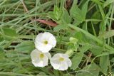 Thunbergia atriplicifolia