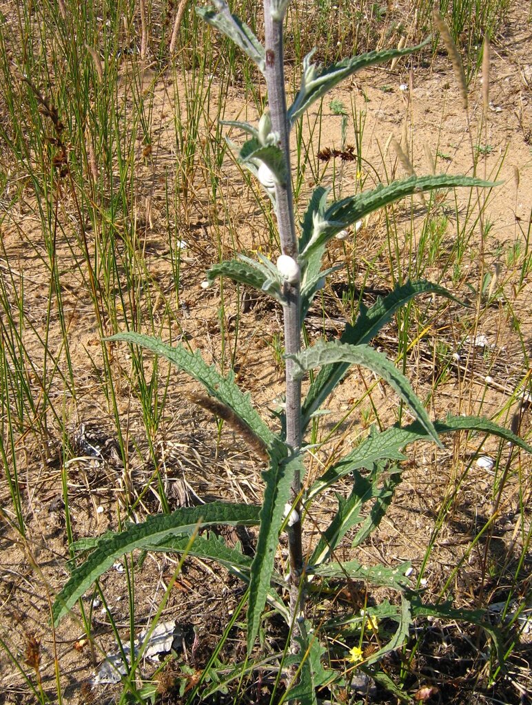 Изображение особи Verbascum purpureum.
