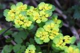 Chrysosplenium alternifolium