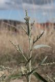 Atriplex oblongifolia