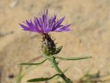 Centaurea aspera