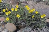 Helianthemum songaricum