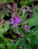 Chamaenerion angustifolium. Верхушка побега с соцветием. Сахалин, г. Южно-Сахалинск, горнолыжный комплекс \"Горный воздух\", опушка смешанного леса. 09.08.2023.