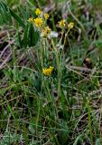 Tephroseris integrifolia. Цветущее и плодоносящее растение в сообществе с Vicia. Хакасия, Бейский р-н, окр. с. Верх-Киндирла, луговой склон. 12.06.2022.