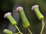 Emilia sonchifolia. Соцветия. Таиланд, Бангкок, парк Люмпини, зарастающий газон. 31.08.2023.