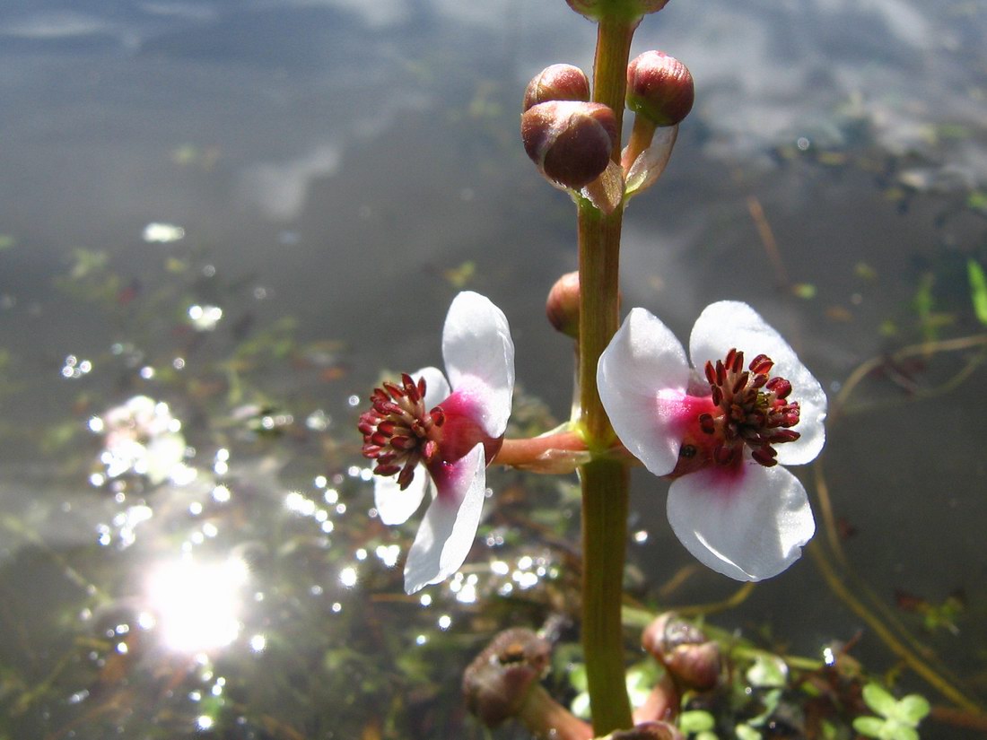 Image of Sagittaria sagittifolia specimen.