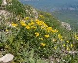 Смотреть изображение Lotus caucasicus