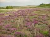 Oxytropis floribunda