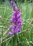 Dactylorhiza majalis. Соцветие. Украина, Ивано-Франковская обл., Надворнянский р-н, южнее с. Быстрица, у ручья. 21 июня 2011 г.