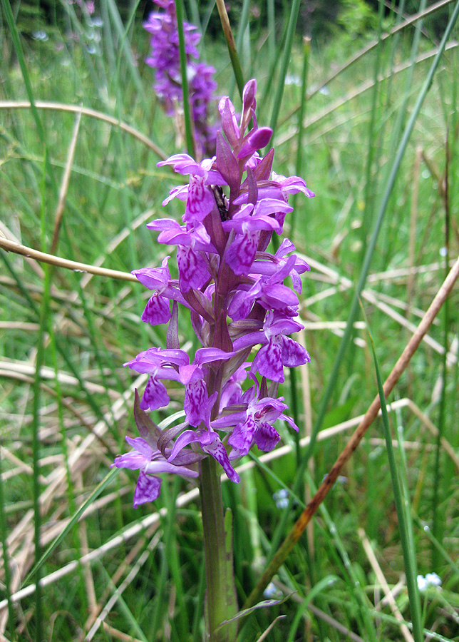 Изображение особи Dactylorhiza majalis.