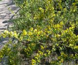 Chamaecytisus ruthenicus