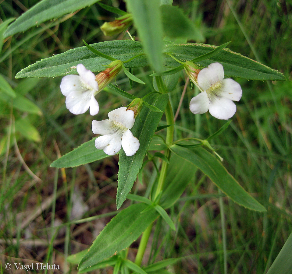 Изображение особи Gratiola officinalis.