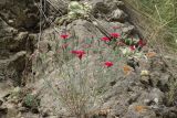 Dianthus mainensis