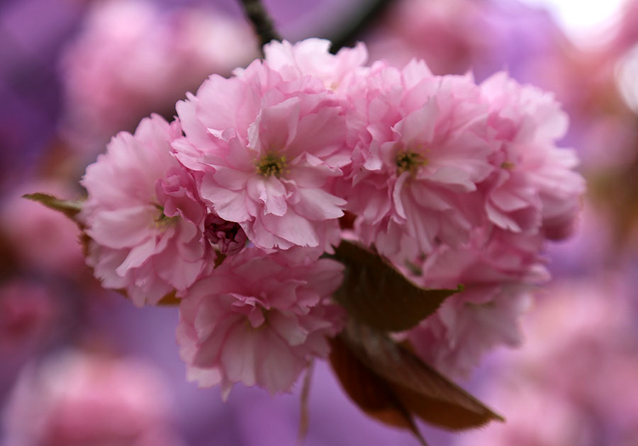 Изображение особи Prunus serrulata.