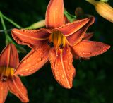 Hemerocallis &times; hybrida