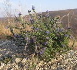 Echium vulgare