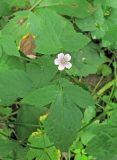 Geranium wilfordii