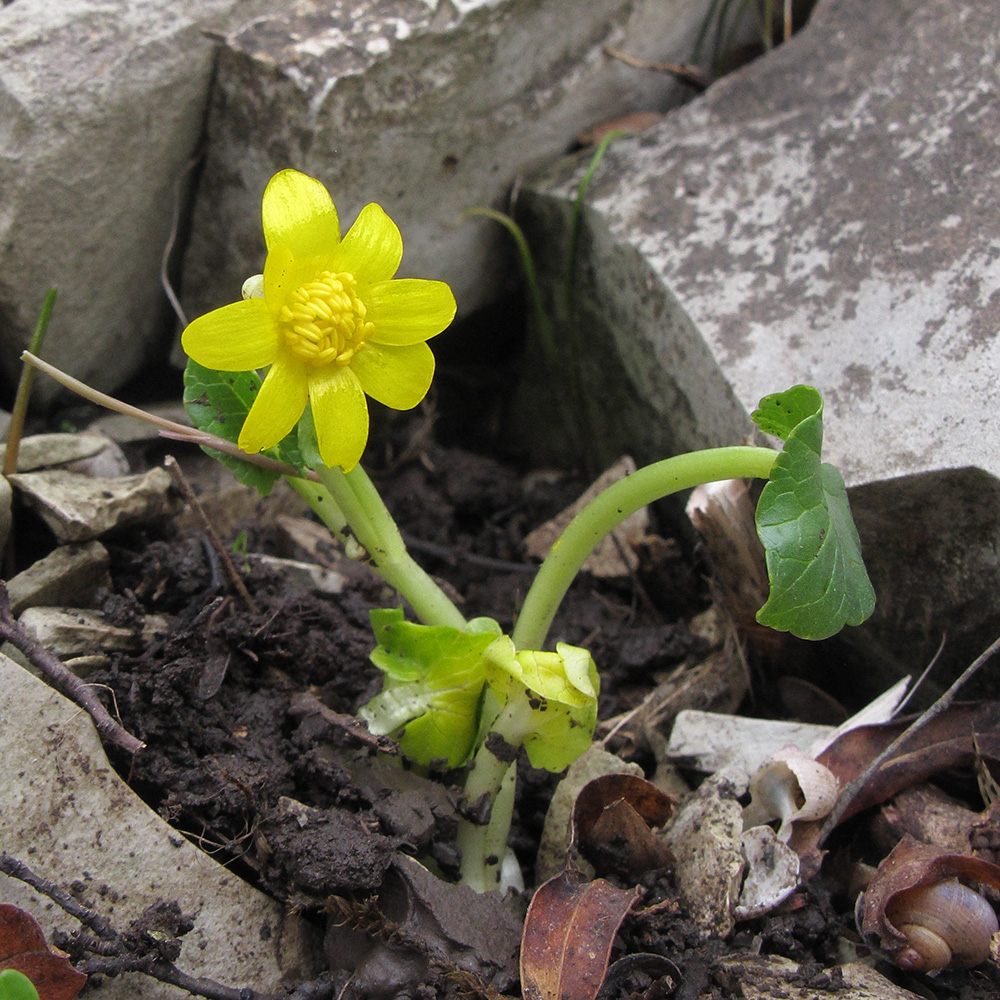 Изображение особи Ficaria calthifolia.