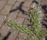 род Cylindropuntia. Ветки. Германия, г. Дюссельдорф, Ботанический сад университета. 04.05.2014.