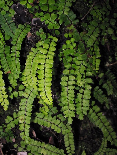 Изображение особи Asplenium trichomanes.