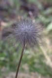 Pulsatilla tenuiloba