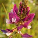 Oxytropis ferganensis