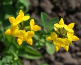 Lotus corniculatus. Соцветия, вид сверху. Восточный Казахстан, Уланский р-н, с. Украинка, дачный участок, в культуре. 01.06.2013.