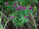 Trifolium lupinaster