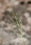 Youngia tenuifolia subspecies altaica