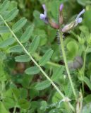 Astragalus camptoceras