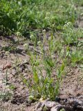 Capsella bursa-pastoris