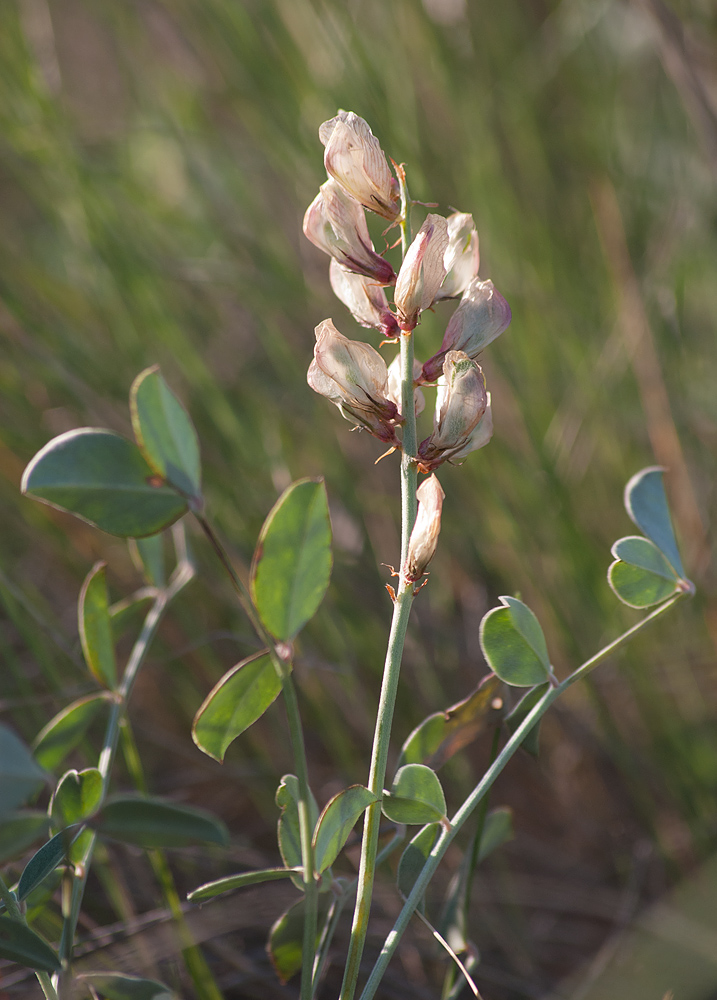 Изображение особи Hedysarum splendens.