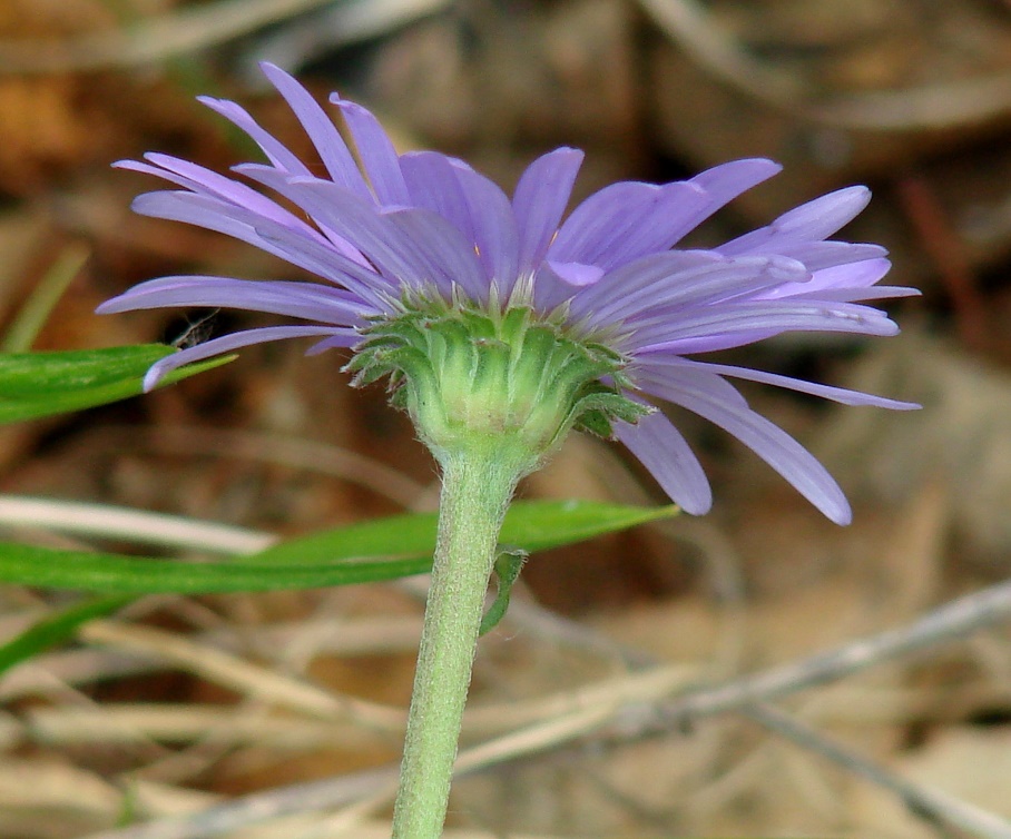 Изображение особи Aster alpinus.