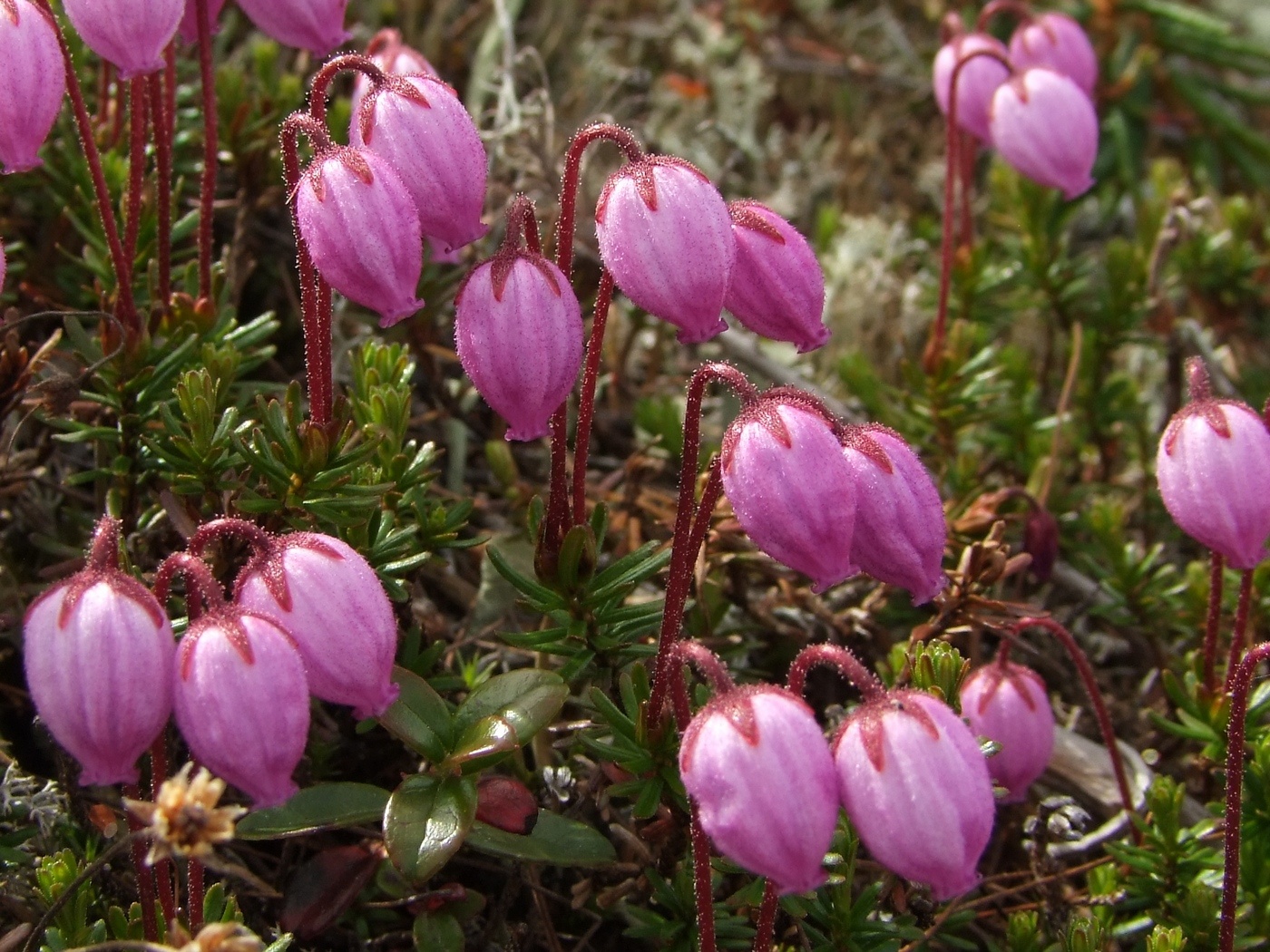 Изображение особи Phyllodoce caerulea.