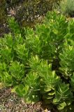 Leucospermum conocarpodendron