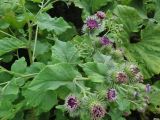 Arctium &times; ambiguum