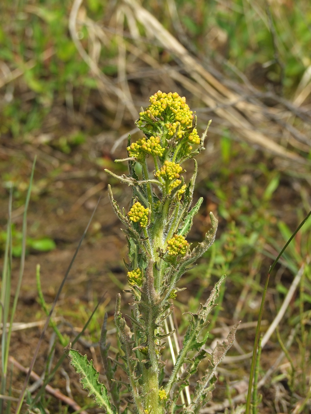 Image of Rorippa barbareifolia specimen.