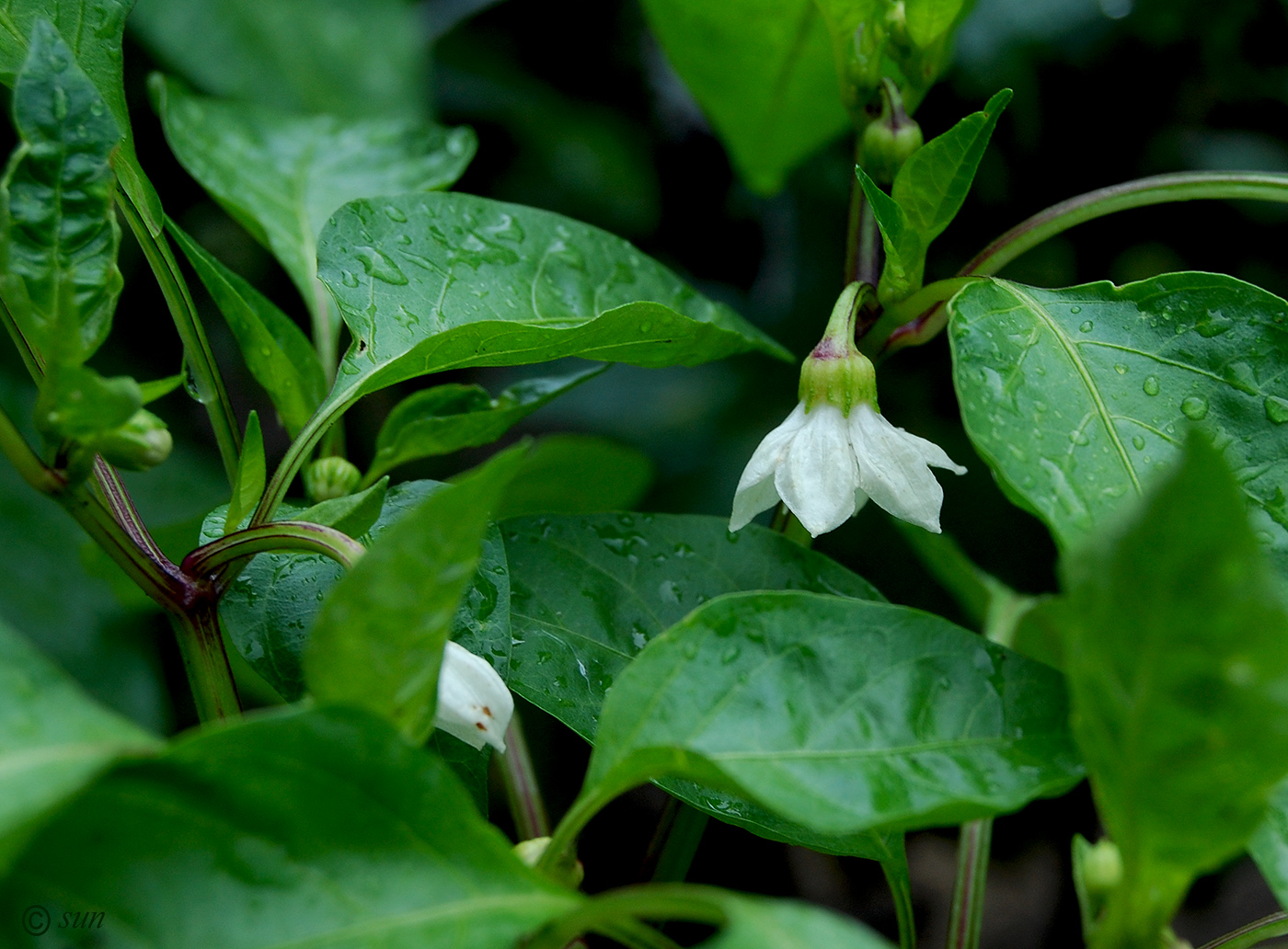 Изображение особи Capsicum annuum.