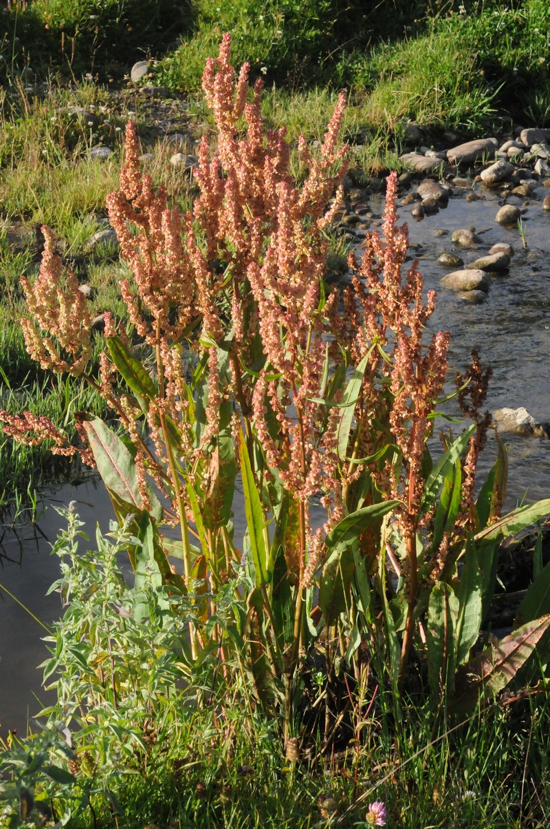 Изображение особи Rumex pamiricus.