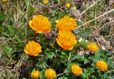 Trollius asiaticus. Верхушки побегов с цветками. Алтай, Кош-Агачский р-н, долина р. Аккаллу-Озек, ≈ 2500 м н.у.м., горная тундра. 17.06.2019.