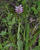 Orchis simia