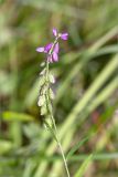 Polygala comosa. Верхушка побега с соцветием. Псковская обл., Печорский р-н, Изборско-Мальская долина восточнее оз. Городищенское, суходольный разнотравно-злаковый луг. 03.08.2019.