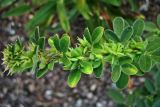 Lespedeza × nuttallii