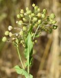 Cardaria repens