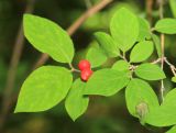 Lonicera praeflorens. Веточка с соплодием. Приморский край, окр. г. Владивосток, п-ов Муравьёва-Амурского, в широколиственном лесу. 03.06.2020.